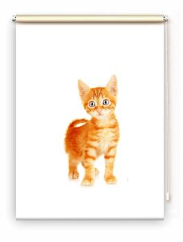 Rollo Bella Katzenbaby, Rollo, Motivrollo, Rollo mit Druck, Fotorollo, bedrucktes Rollo, Fensterrollo,verdunkelndes Rollo, Sonnenschutz Rollo